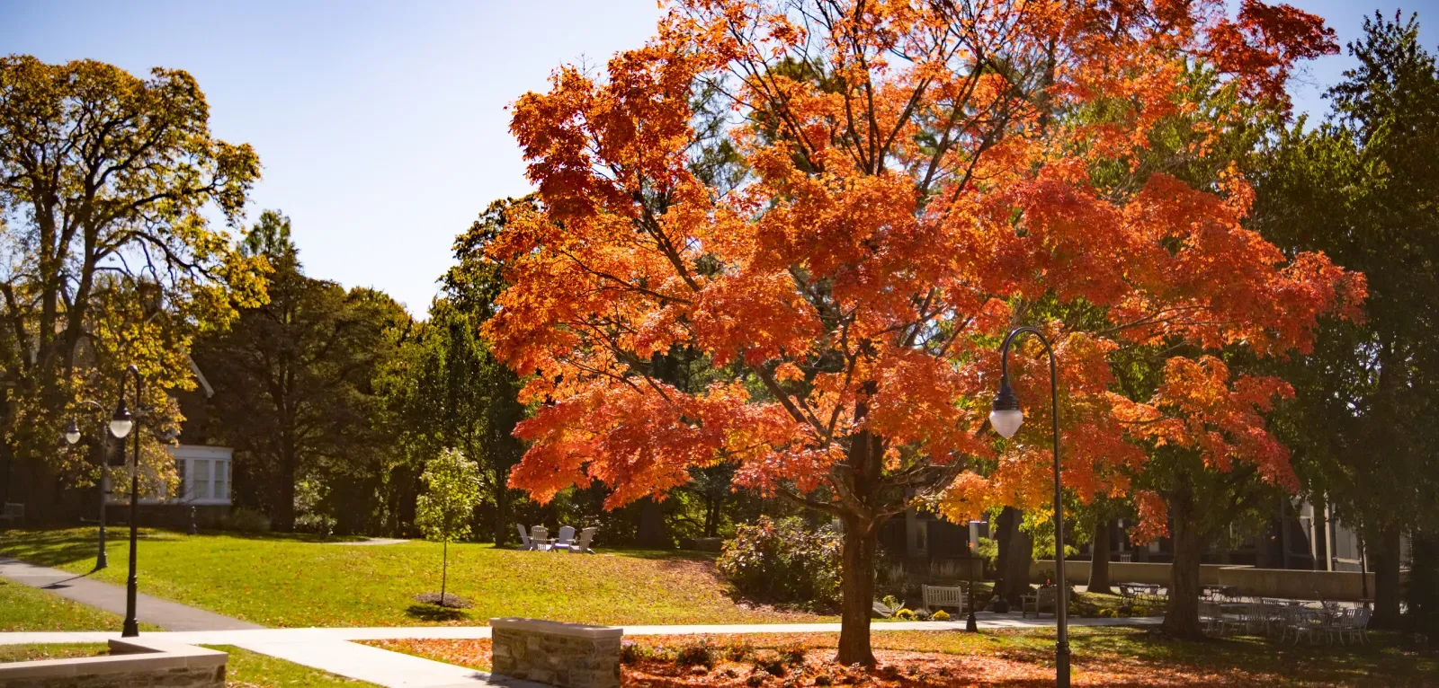 Orange tree on campus